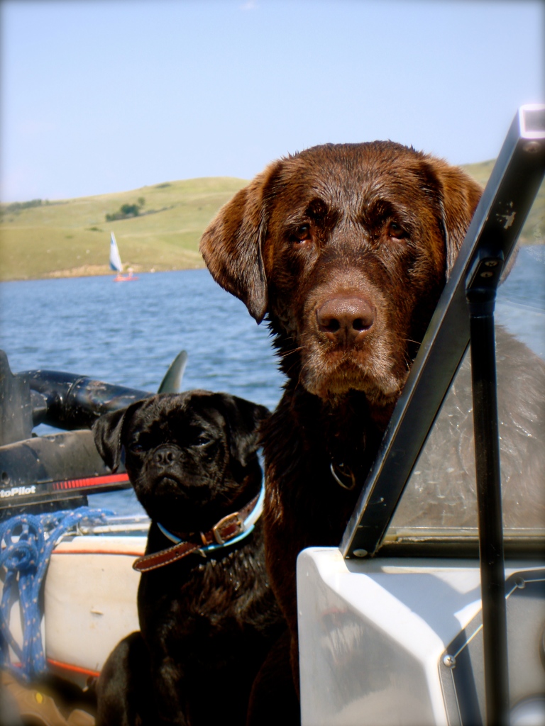 Dogs on the boat